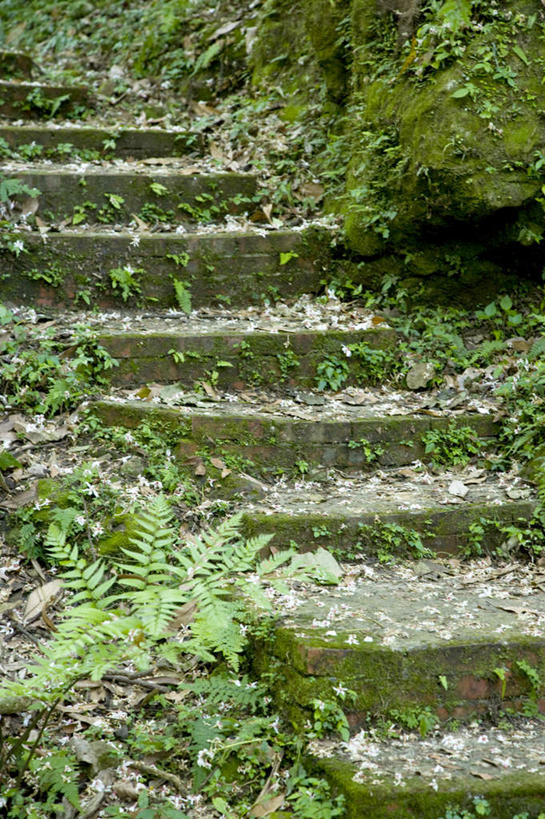 无人,竖图,室外,白天,正面,旅游,度假,美景,植物,楼梯,叶子,台湾,中国,亚洲,阴影,光线,影子,阶梯,景观,青苔,绿叶,苔藓,娱乐,台阶,树,树木,绿色,阳光,自然,享受,休闲,嫩叶,景色,放松,生长,成长,自然风光,东亚,桃园县,港澳台,中华人民共和国,台湾省,叶,叶片,彩图,桃园,龙潭乡,台