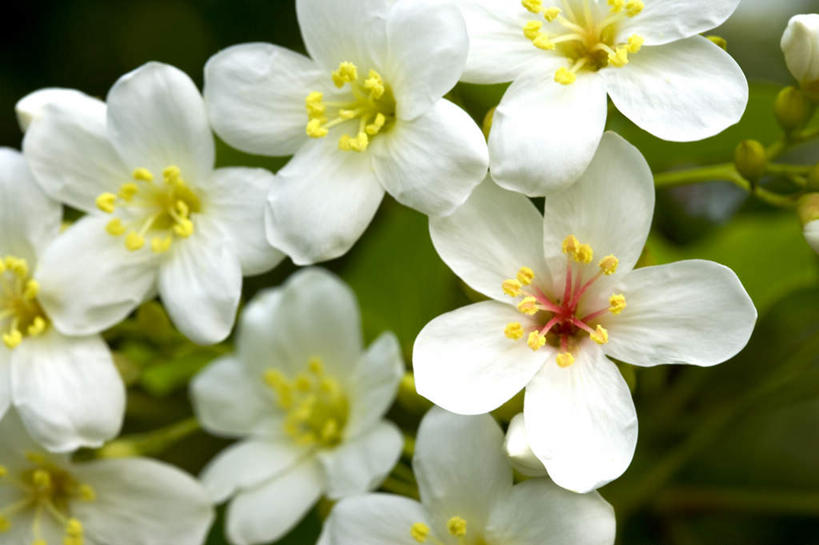 无人,横图,室外,特写,白天,正面,美景,台湾,中国,亚洲,许多,阴影,朦胧,模糊,盛开,光线,影子,景观,花蕾,花,花瓣,花朵,鲜花,排列,白色,阳光,自然,花苞,花蕊,景色,自然风光,东亚,港澳台,中华人民共和国,台湾省,摆列,彩图,心神不宁,情窦初开,头屋乡,苗栗县,苗栗,油桐花,三平桐,光桐,桐油树,南洋油桐,麻疯树,麻风树,布列,分列,台