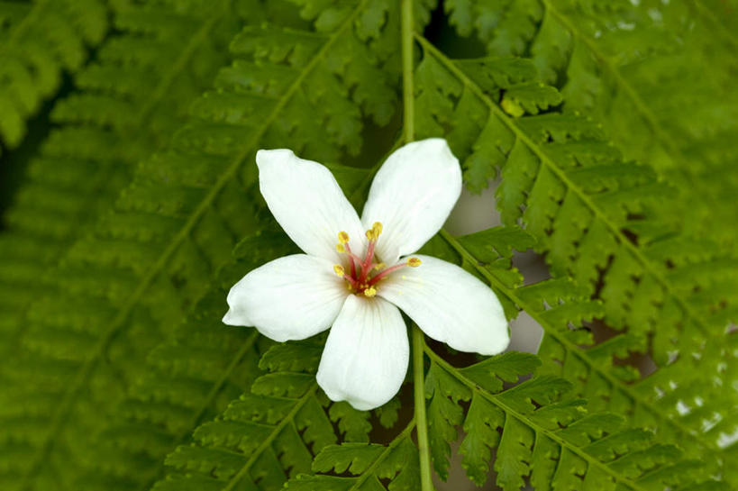 无人,横图,俯视,室外,特写,白天,美景,植物,叶子,台湾,中国,亚洲,阴影,朦胧,模糊,盛开,光线,纹理,影子,景观,绿叶,花蕾,花,花瓣,花朵,鲜花,一朵,绿色,白色,阳光,自然,花苞,花蕊,嫩叶,景色,自然风光,东亚,肌理,港澳台,中华人民共和国,台湾省,叶,叶片,叶脉,彩图,高角度拍摄,心神不宁,情窦初开,苗栗县,苗栗,油桐花,三平桐,光桐,台