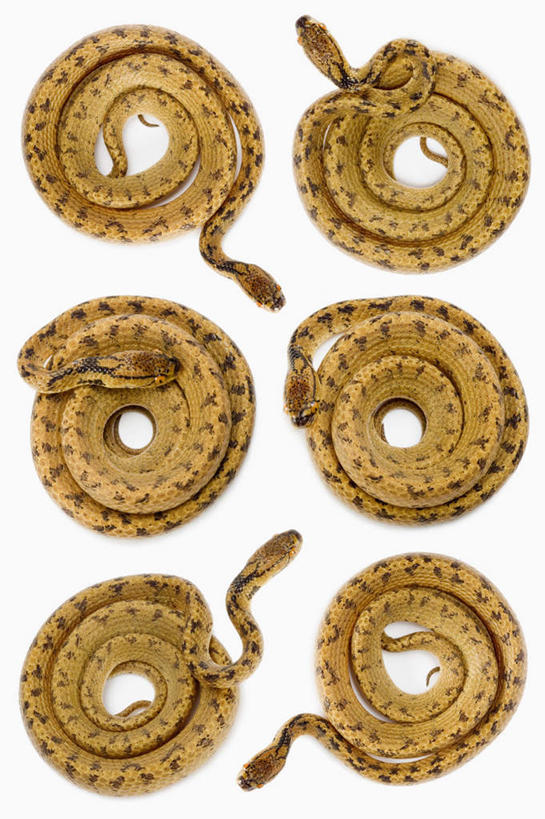 无人,竖图,俯视,室内,白天,白色背景,野生动物,一排,许多,整齐,环绕,缠绕,爬行动物,蛇,注视,排列,动物,观察,看,摄影,影棚,观看,察看,队列,关注,冷血动物,纠缠,凶猛,脊椎动物,长虫,残暴,凶残,彩图,高角度拍摄,全身,影棚拍摄,拍摄,钝头蛇,冷血