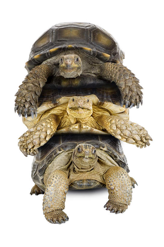 无人,伸展双臂,竖图,室内,特写,白天,白色背景,正面,龟,三只,爬行动物,注视,动物,观察,看,趴着,健康,摄影,影棚,观看,察看,关注,坚定,亚达伯拉象龟,长寿,陆龟,敞开双臂,趴,伸开双臂,展开双肩,张开手臂,张开双臂,彩图,全身,影棚拍摄,拍摄