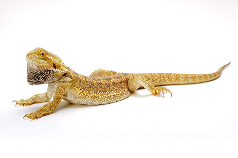 无人,横图,室内,特写,白天,白色背景,侧面,野生动物,蜥蜴,阴影,反射,影子,注视,一只,黄色,动物,观察,看,趴着,摄影,影棚,观看,察看,关注,石龙子,泉龙,猪婆蛇,四脚蛇,蜴,东部鬃狮蜥,趴,彩图,全身,影棚拍摄,拍摄