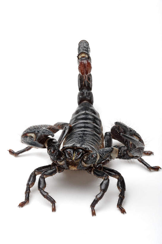 无人,竖图,室内,特写,白天,白色背景,正面,野生动物,阴影,反射,影子,注视,一只,黑色,动物,观察,看,趴着,摄影,影棚,观看,察看,关注,凶猛,节肢动物,蝎子,帝蝎,非洲帝王蝎,非洲巨蝎,真帝王蝎,残暴,凶残,趴,彩图,全身,影棚拍摄,拍摄