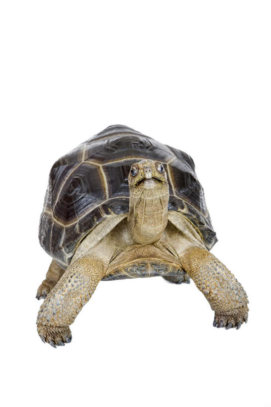 无人,站,竖图,室内,特写,白天,白色背景,正面,龟,阴影,反射,爬行动物,影子,注视,一只,动物,观察,看,站着,健康,摄影,影棚,观看,察看,关注,坚定,亚达伯拉象龟,长寿,陆龟,站立,彩图,全身,影棚拍摄,拍摄