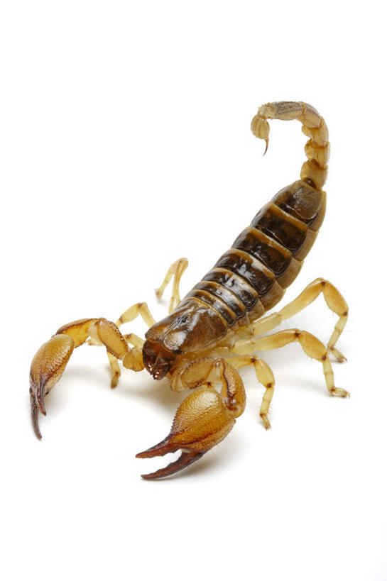 无人,站,竖图,室内,特写,白天,白色背景,正面,阴影,反射,影子,注视,一只,动物,观察,看,站着,摄影,影棚,观看,察看,有毒,关注,节肢动物,蝎子,三色蝎,节足动物,站立,彩图,全身,影棚拍摄,拍摄,南非三色蝎