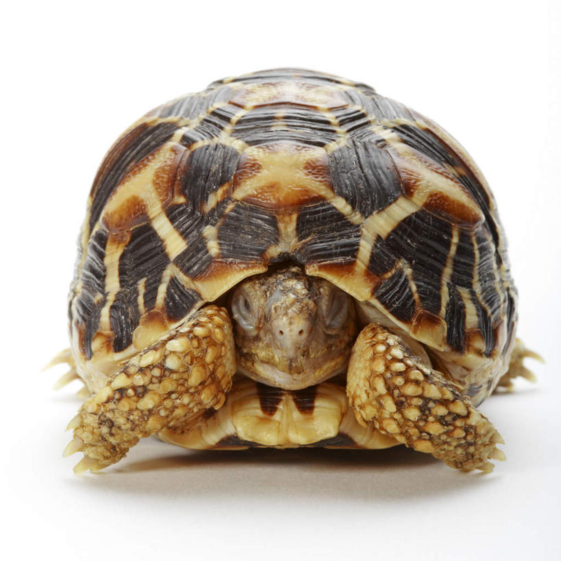 无人,方图,室内,特写,白天,白色背景,正面,龟,阴影,反射,爬行动物,影子,注视,象龟,一只,动物,观察,看,健康,摄影,影棚,观看,察看,关注,坚定,星龟,长寿,彩图,全身,影棚拍摄,拍摄,土陆龟,缅甸星龟