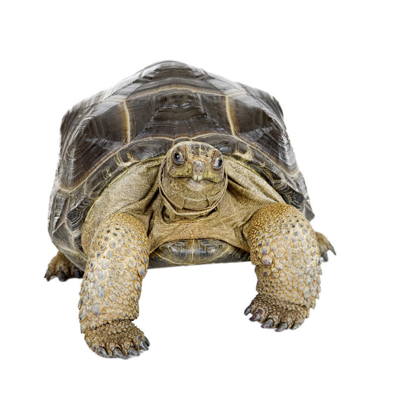 无人,方图,室内,特写,白天,白色背景,正面,龟,阴影,反射,爬行动物,影子,注视,一只,动物,观察,看,趴着,健康,摄影,影棚,观看,察看,关注,坚定,亚达伯拉象龟,长寿,陆龟,趴,彩图,全身,影棚拍摄,拍摄