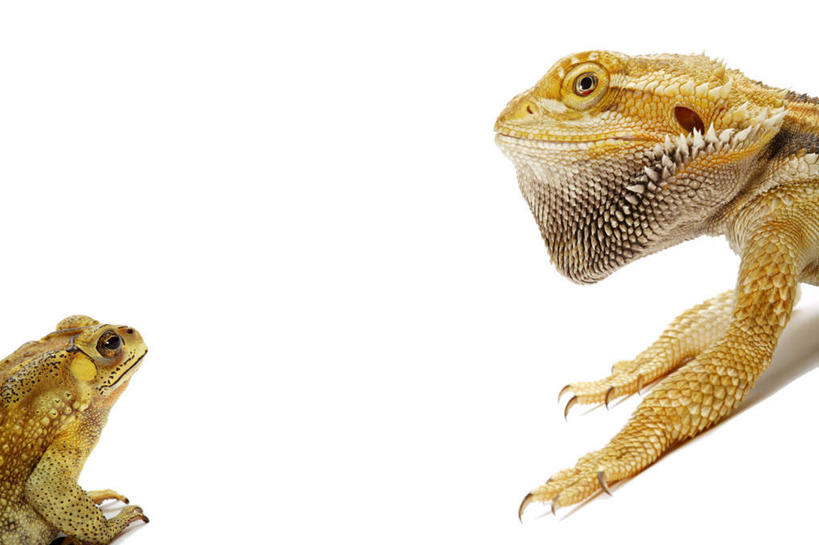 无人,横图,室内,特写,白天,白色背景,侧面,蟾蜍,野生动物,蜥蜴,阴影,反射,影子,注视,相视,黄色,动物,观察,看,两只,面对面,摄影,活泼,影棚,观看,对视,察看,互视,关注,相对,石龙子,黑眶蟾蜍,相看,泉龙,猪婆蛇,四脚蛇,蜴,蟾,东部鬃狮蜥,癞蛤蟆,蛤蟆,半身,彩图,影棚拍摄,拍摄,癞疙疱,蛤巴