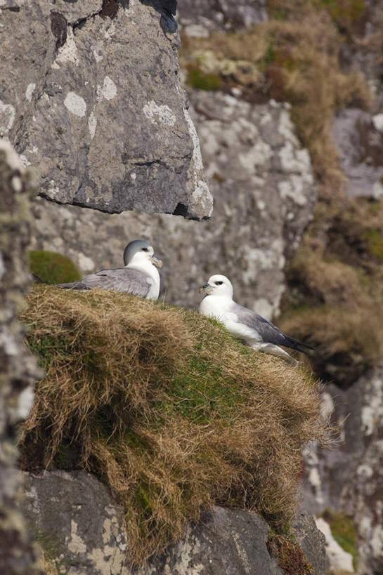 无人,站,竖图,室外,白天,侧面,草地,石头,美景,植物,鸟,爱尔兰,欧洲,鸟类,鸟巢,石子,景观,注视,草,绿色,自然,观察,看,站着,两只,景色,观看,察看,西欧,关注,自然风光,沉积岩,芒斯特省,爱尔兰共和国,暴雪鹱,鹱,凯里郡,芒斯特,水成岩,斯凯利格.迈克岛,石块,岩石,站立,彩图,全身