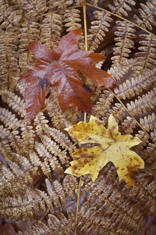 无人,竖图,俯视,室外,特写,白天,美景,植物,叶子,两片,景观,枫叶,枯叶,落叶,黄色,红色,绿色,自然,景色,生长,成长,枫树叶,蕨类,蕨类植物,自然风光,欧洲蕨,叶,叶片,彩图,高角度拍摄