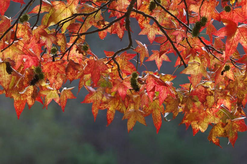 无人,横图,室外,特写,白天,正面,美景,植物,枫树,叶子,阴影,朦胧,模糊,光线,影子,景观,枫叶,枯叶,落叶,枝条,树,树木,树枝,黄色,红色,阳光,自然,景色,枫树叶,自然风光,槭树,虬枝,枝杈,北方红枫,北美红枫,红花槭,红糖槭,加拿大红枫,美国红枫,沼泽枫,叶,叶片,彩图