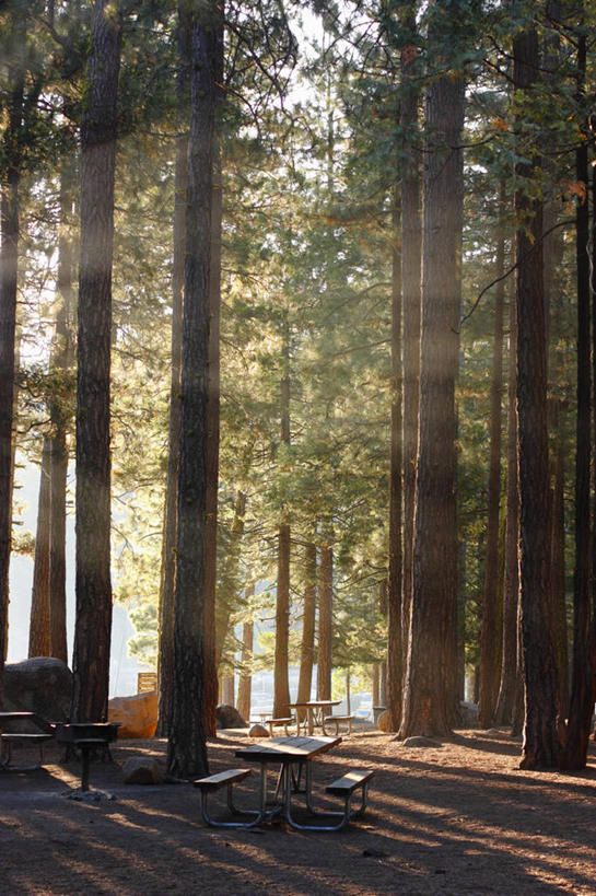 无人,竖图,室外,白天,正面,旅游,度假,美景,森林,树林,植物,桌面,桌子,椅子,美国,阴影,光线,木制,影子,木椅,景观,娱乐,树,树木,绿色,阳光,自然,木制品,享受,休闲,景色,放松,生长,成长,北美,北美洲,加利福尼亚,自然风光,美洲,加州,加利福尼亚州,金州,黄金州,北亚美利加洲,亚美利加洲,彩图,图奥勒米县