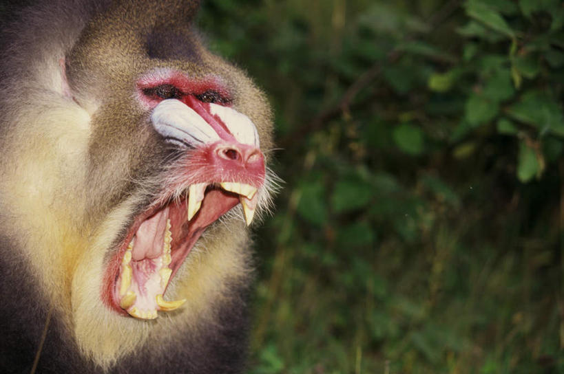 头,牙齿,无人,横图,室外,特写,白天,正面,森林,树林,植物,哺乳动物,猴,野生动物,叶子,朦胧,模糊,纹理,绿叶,注视,树,树木,绿色,自然,动物,观察,看,张嘴,嫩叶,生长,成长,观看,察看,关注,凶猛,张大嘴巴,山魈,肌理,残暴,凶残,头部,齿,牙,牙龈,叶,叶片,叶脉,张开嘴,半身,彩图