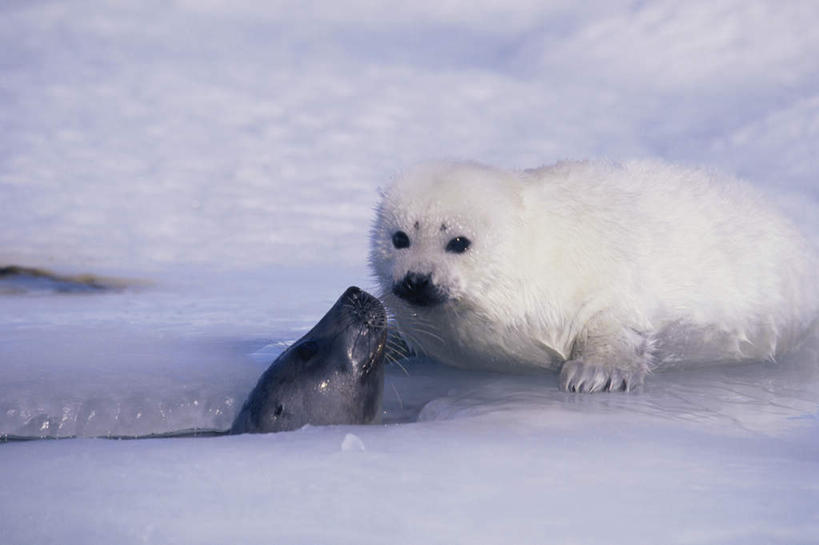 无人,横图,室外,白天,侧面,旅游,度假,美景,雪,大雪,哺乳动物,海豹,野生动物,冰,积雪,景观,雪景,冬季,冬天,注视,娱乐,一只,白色,自然,动物,浮冰,观察,看,趴着,享受,休闲,景色,放松,寒冷,可爱,活泼,观看,察看,冰冷,关注,自然风光,格陵兰海豹,严寒,冰凉,酷寒,凛冽,凛凛,极冷,流冰,浮冰块,竖琴海豹,趴,半身,彩图