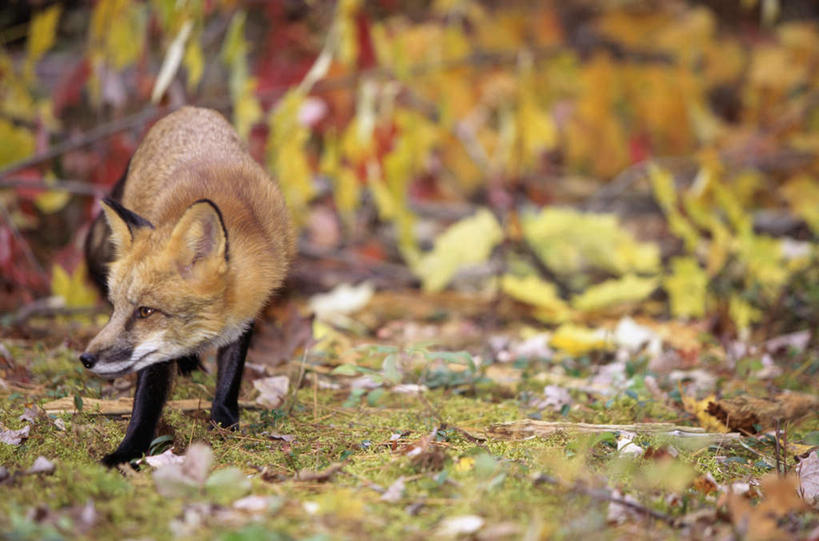 无人,站,横图,室外,白天,正面,旅游,度假,草地,美景,植物,狐狸,野生动物,叶子,朦胧,模糊,景观,枯叶,落叶,注视,娱乐,草,一只,绿色,自然,动物,观察,看,站着,享受,休闲,景色,放松,观看,察看,关注,自然风光,狡猾,狡诈,火狐,叶,叶片,红狐,赤狐,草狐,站立,彩图,全身