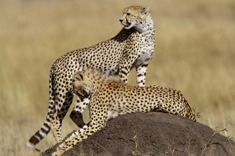 无人,站,横图,室外,白天,侧面,旅游,度假,美景,植物,豹子,野生动物,枯萎,朦胧,模糊,景观,泥土,土壤,枯草,扭头,注视,娱乐,草,黄色,自然,动物,观察,看,趴着,站着,转头,两只,享受,休闲,景色,放松,观看,察看,关注,自然风光,金钱豹,印度豹,凶猛,文豹,残暴,凶残,猎豹,花豹,豹,趴,站立,彩图,全身