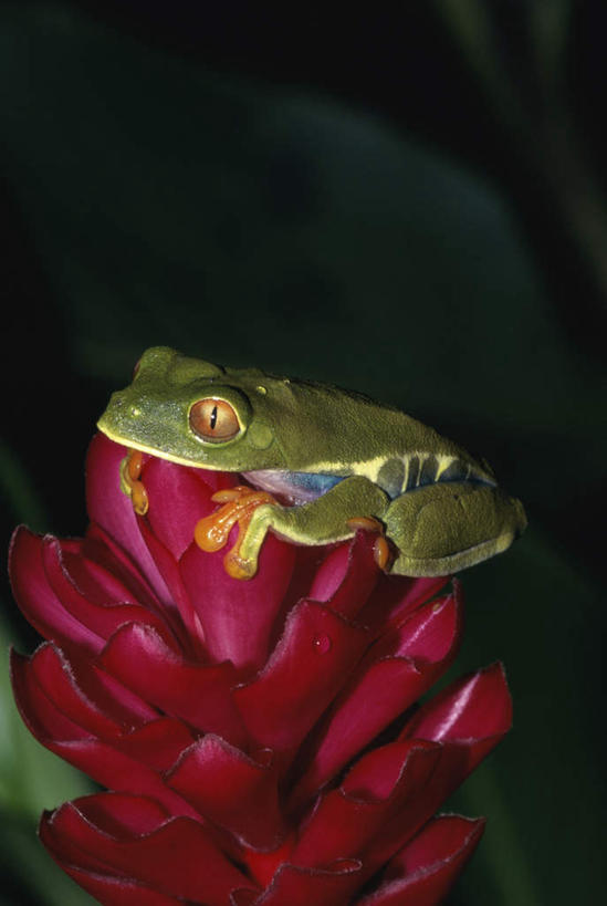 无人,竖图,室外,特写,白天,侧面,美景,野生动物,阴影,朦胧,模糊,盛开,反射,红眼树蛙,树蛙,影子,景观,花蕾,注视,花,花瓣,花朵,鲜花,一只,自然,动物,花苞,花蕊,观察,看,趴着,景色,可爱,活泼,观看,察看,关注,自然风光,趴,彩图,全身