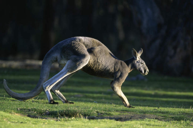 无人,跳,横图,室外,白天,侧面,草地,草坪,美景,植物,袋鼠,野生动物,阴影,朦胧,模糊,光线,影子,景观,半空,注视,草,树,树木,一只,绿色,阳光,自然,动物,观察,看,景色,可爱,活泼,生长,成长,观看,察看,关注,自然风光,红袋鼠,育儿袋,大赤袋鼠,跳跃,彩图,全身