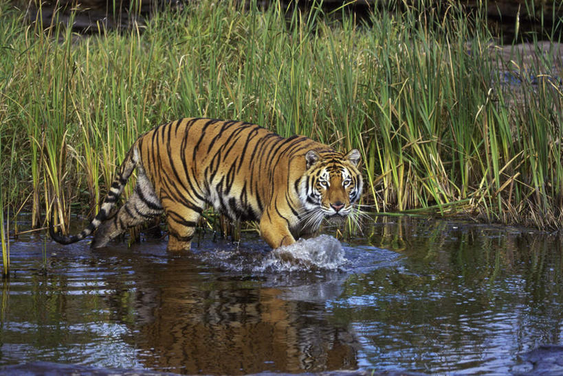 无人,走,横图,室外,白天,侧面,草地,草坪,河流,美景,水,植物,哺乳动物,虎,野生动物,波纹,河水,景观,水流,涟漪,注视,草,一只,绿色,水纹,自然,动物,波浪,低头,观察,看,景色,观看,察看,关注,自然风光,凶猛,华南虎,水晕,中国虎,残暴,凶残,老虎,步行,散步,走路,彩图,全身