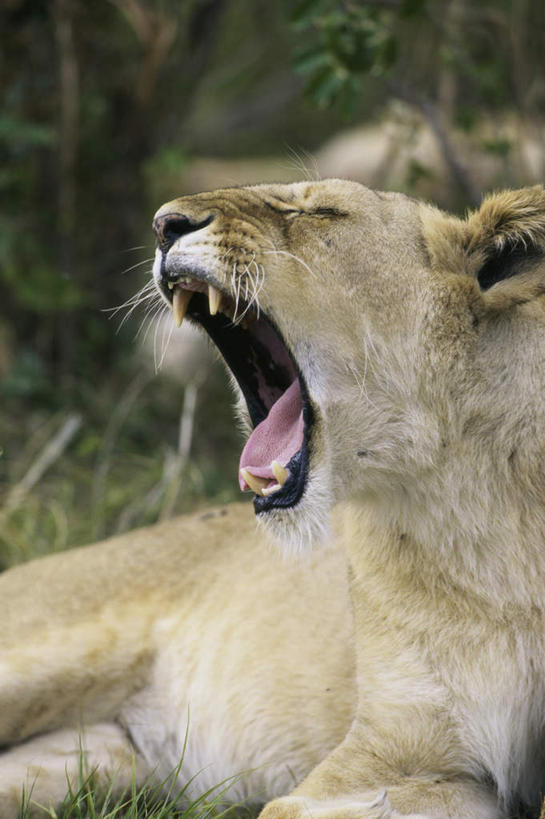无人,坐,竖图,室外,白天,正面,草地,草坪,美景,树林,植物,哺乳动物,非洲狮,野生动物,狮子,朦胧,模糊,景观,扭头,草,树,树木,一只,绿色,自然,动物,打哈欠,张嘴,转头,疲倦,景色,生长,成长,疲劳,疲惫,自然风光,困乏,凶猛,张大嘴巴,疲乏,委顿,疲困,疲顿,疲钝,倦怠,怠倦,残暴,凶残,张开嘴,坐着,半身,彩图
