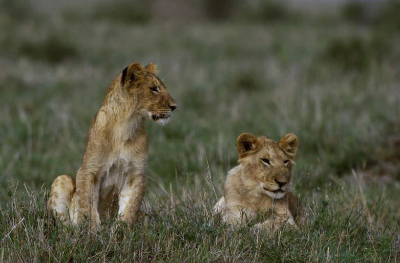 无人,坐,横图,室外,白天,正面,草地,草原,美景,植物,哺乳动物,非洲狮,野生动物,狮子,朦胧,模糊,景观,旷野,扭头,注视,草,绿色,自然,动物,观察,看,趴着,转头,两只,景色,观看,察看,关注,自然风光,原野,凶猛,残暴,凶残,趴,坐着,彩图,全身