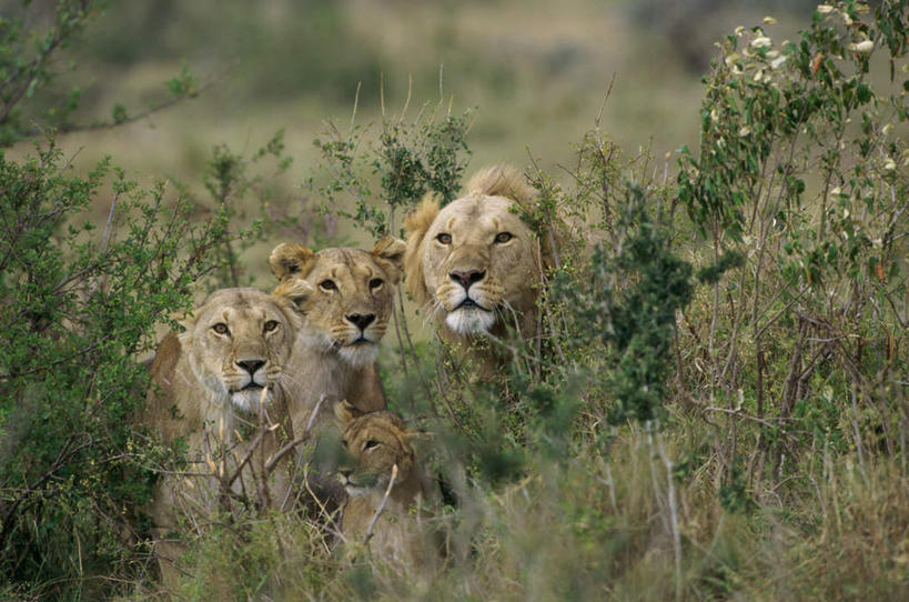 无人,坐,横图,室外,白天,正面,草地,草坪,美景,植物,哺乳动物,非洲狮,野生动物,狮子,三只,朦胧,模糊,景观,注视,草,树,树木,绿色,自然,动物,观察,看,景色,生长,成长,观看,察看,关注,自然风光,凶猛,残暴,凶残,坐着,半身,彩图