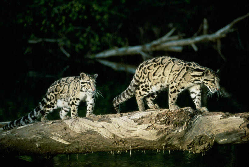 无人,走,横图,室外,夜晚,侧面,美景,植物,野生动物,朦胧,模糊,景观,枝条,注视,树,树木,树枝,自然,动物,观察,看,两只,景色,观看,察看,关注,自然风光,凶猛,云豹,龟纹豹,荷叶豹,乌云豹,樟豹,虬枝,枝杈,残暴,凶残,步行,散步,走路,彩图,全身