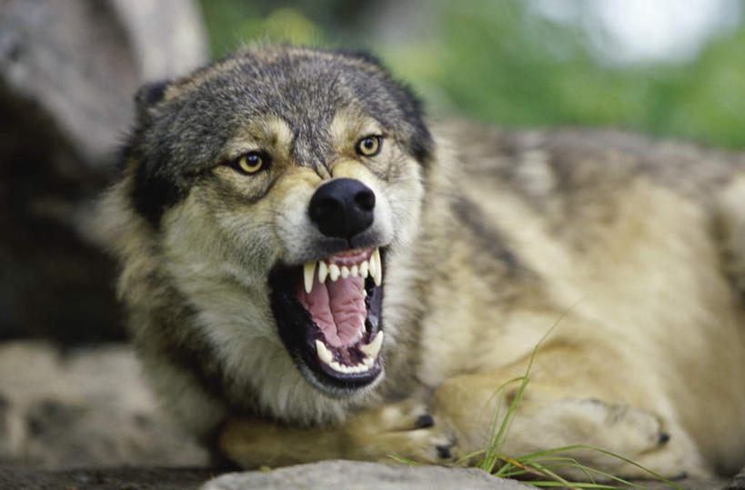 牙齿,无人,横图,室外,白天,正面,植物,狼,野生动物,咆哮,朦胧,模糊,锐利,注视,树,树木,一只,绿色,自然,动物,观察,看,趴着,张嘴,生长,成长,观看,察看,锋利,尖锐,关注,尖利,凶猛,张大嘴巴,怒吼,呼啸,犀利,厉害,狂嗥,残暴,凶残,齿,牙,牙龈,张开嘴,灰狼,趴,半身,彩图,犬科动物