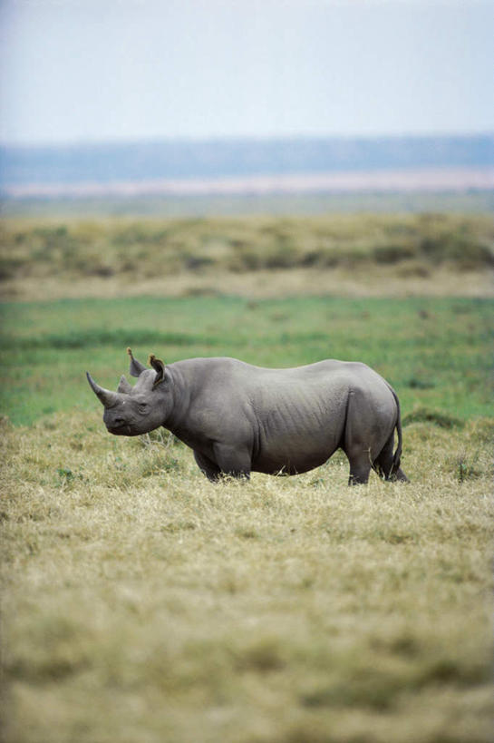 无人,站,竖图,室外,白天,侧面,草地,草原,海浪,海洋,美景,植物,野生动物,朦胧,模糊,景观,旷野,浪花,水平线,辽阔,海平线,注视,草,一只,蓝色,绿色,蓝天,天空,自然,海水,动物,天,观察,看,站着,广阔,景色,晴朗,观看,一望无际,察看,关注,自然风光,原野,凶猛,海景,黑犀,黑犀牛,万里无云,无边无际,一马平川,残暴,凶残,大海,风浪,海,海水的波动,近岸浪,涌浪,晴空,晴空万里,犀牛,站立,彩图,全身,水天相接,水天一线
