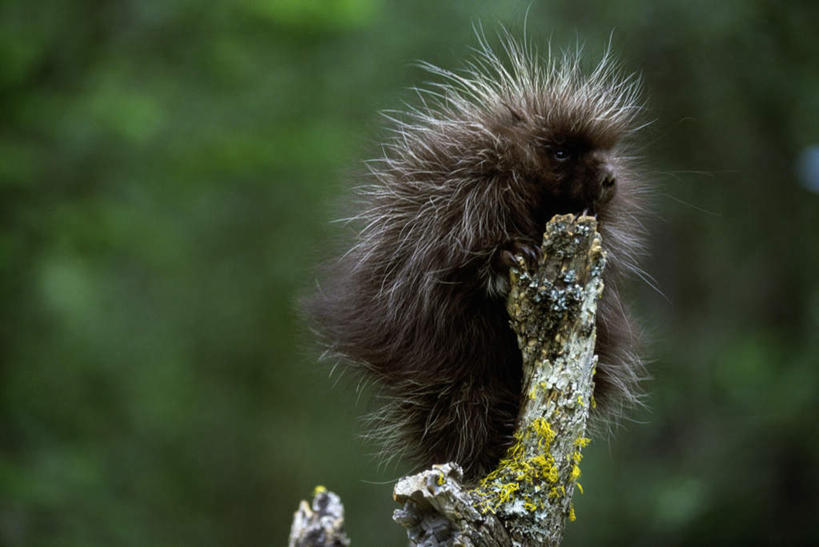 无人,横图,室外,特写,白天,正面,美景,树林,植物,豪猪,野生动物,握,朦胧,模糊,景观,枝条,扭头,注视,树,树木,树枝,一只,绿色,自然,动物,观察,看,趴着,转头,景色,握着,生长,成长,观看,察看,关注,自然风光,凶猛,虬枝,枝杈,残暴,凶残,箭猪,趴,半身,彩图