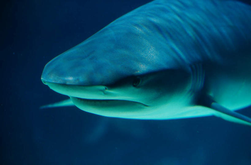 游泳,无人,横图,室外,特写,白天,正面,海底,水下,海浪,海洋,美景,鲨鱼,野生动物,景观,浪花,水底,注视,一只,自然,海水,动物,观察,看,景色,海底世界,观看,察看,关注,自然风光,凶猛,海景,泅水,拍浮,加勒比礁鲨,加勒比真鲨,残暴,凶残,大海,风浪,海,海床,海水的波动,近岸浪,涌浪,沙鱼,半身,彩图