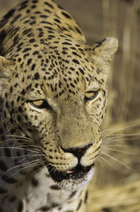 头,无人,站,竖图,室外,白天,正面,美景,豹子,野生动物,朦胧,模糊,景观,注视,踩,一只,自然,动物,踩着,观察,看,站着,景色,观看,察看,关注,自然风光,金钱豹,凶猛,文豹,特点,残暴,凶残,头部,花豹,豹,站立,半身,彩图