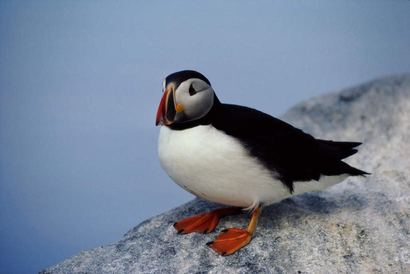 无人,站,横图,室外,白天,侧面,石头,美景,海鸟,鸟,阴影,光线,鸟类,石子,影子,景观,注视,一只,蓝色,蓝天,天空,阳光,自然,天,观察,看,站着,景色,晴朗,观看,察看,关注,自然风光,潜鸟,万里无云,海雀,刀嘴海雀,石块,岩石,晴空,晴空万里,站立,彩图,全身