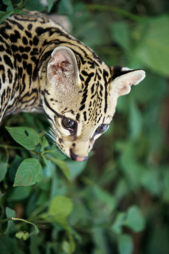 头,无人,站,竖图,室外,特写,白天,侧面,美景,树林,植物,哺乳动物,野生动物,叶子,朦胧,模糊,景观,绿叶,注视,树,树木,一只,绿色,自然,动物,低头,观察,看,站着,嫩叶,景色,生长,成长,观看,察看,关注,自然风光,山猫,猞猁,凶猛,林曳,马猞猁,猞猁狲,猞狮,残暴,凶残,头部,叶,叶片,站立,半身,彩图