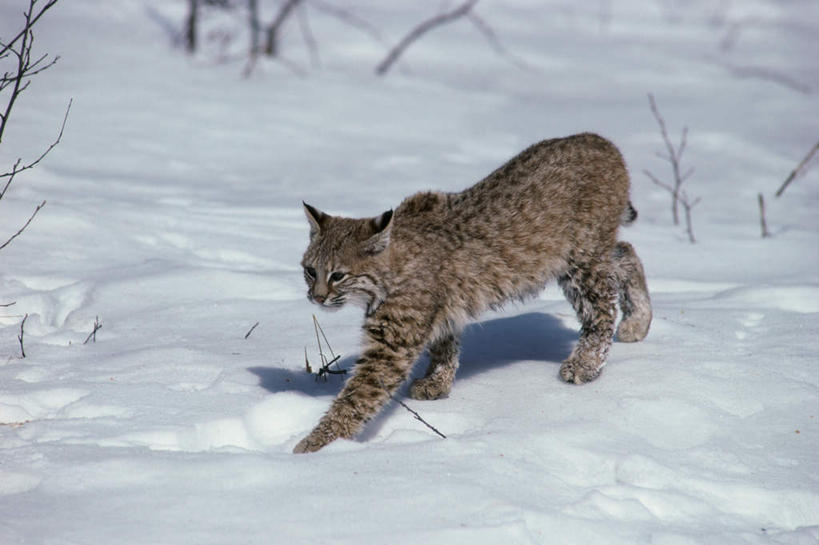 无人,走,横图,俯视,室外,白天,雪,植物,大雪,哺乳动物,野生动物,阴影,光线,影子,积雪,雪景,冬季,冬天,枝条,注视,树,树木,树枝,一只,阳光,动物,观察,看,寒冷,观看,察看,关注,山猫,猞猁,凶猛,严寒,林曳,马猞猁,猞猁狲,猞狮,虬枝,枝杈,残暴,凶残,步行,散步,走路,彩图,高角度拍摄,全身