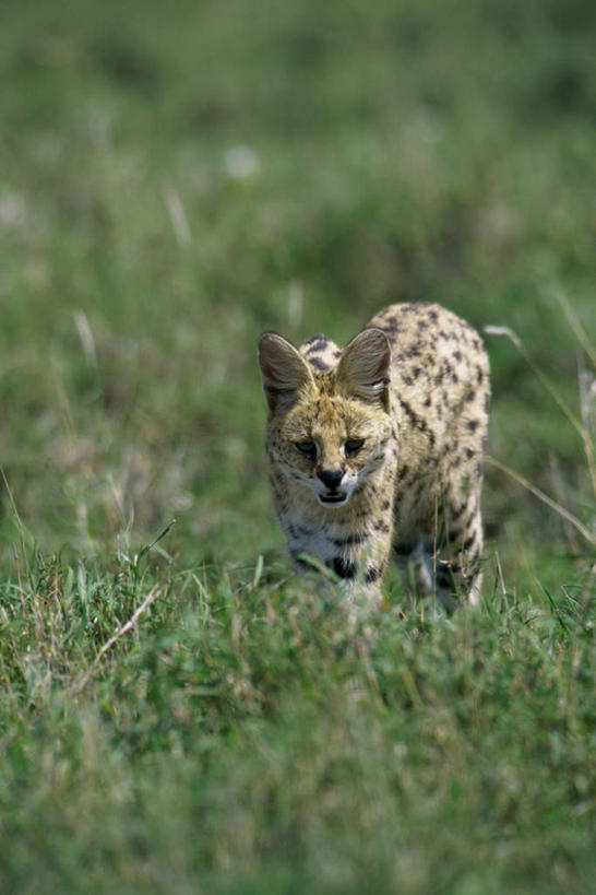 无人,走,竖图,室外,白天,正面,草地,草坪,美景,植物,猫,野生动物,朦胧,模糊,景观,注视,草,一只,绿色,自然,动物,观察,看,景色,观看,察看,关注,自然风光,凶猛,薮猫,残暴,凶残,步行,散步,走路,彩图,全身