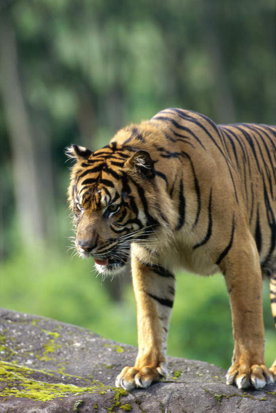 无人,站,竖图,室外,白天,正面,草地,草坪,石头,美景,树林,植物,哺乳动物,虎,野生动物,朦胧,模糊,石子,景观,注视,草,树,树木,一只,绿色,自然,动物,观察,看,站着,景色,生长,成长,观看,察看,关注,自然风光,凶猛,苏门答腊虎,残暴,凶残,石块,岩石,老虎,站立,半身,彩图