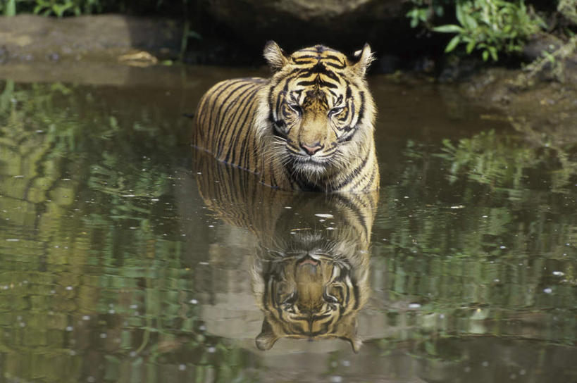 无人,走,横图,室外,白天,正面,河流,美景,水,植物,哺乳动物,虎,野生动物,朦胧,模糊,河水,景观,水流,注视,树,树木,一只,绿色,自然,动物,观察,看,景色,生长,成长,观看,察看,关注,自然风光,凶猛,苏门答腊虎,残暴,凶残,老虎,步行,散步,走路,彩图,全身