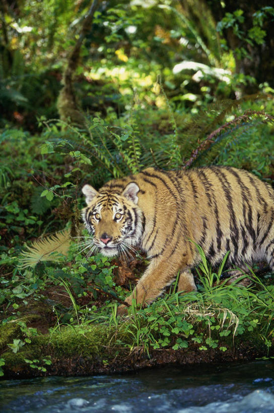 无人,走,竖图,室外,白天,侧面,草地,草坪,河流,美景,树林,水,植物,哺乳动物,虎,野生动物,朦胧,模糊,河水,景观,水流,扭头,注视,草,树,树木,一只,绿色,自然,动物,观察,看,转头,景色,生长,成长,观看,察看,关注,自然风光,凶猛,华南虎,中国虎,残暴,凶残,老虎,步行,散步,走路,半身,彩图