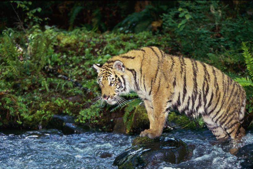 无人,走,横图,室外,白天,侧面,草地,草坪,河流,美景,树林,水,植物,哺乳动物,虎,野生动物,朦胧,模糊,河水,景观,水流,扭头,注视,草,树,树木,一只,绿色,自然,动物,观察,看,转头,景色,生长,成长,观看,察看,关注,自然风光,凶猛,华南虎,中国虎,残暴,凶残,老虎,步行,散步,走路,半身,彩图