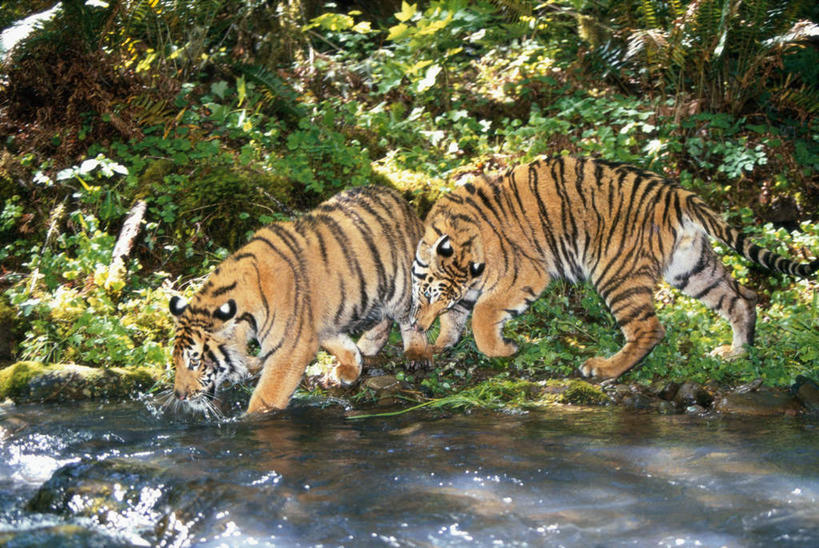 无人,走,横图,室外,白天,侧面,草地,草坪,河流,美景,树林,水,植物,哺乳动物,虎,野生动物,朦胧,模糊,河水,景观,水流,扭头,注视,草,树,树木,一只,绿色,自然,动物,观察,看,转头,景色,生长,成长,观看,察看,关注,自然风光,凶猛,华南虎,中国虎,残暴,凶残,老虎,步行,散步,走路,半身,彩图