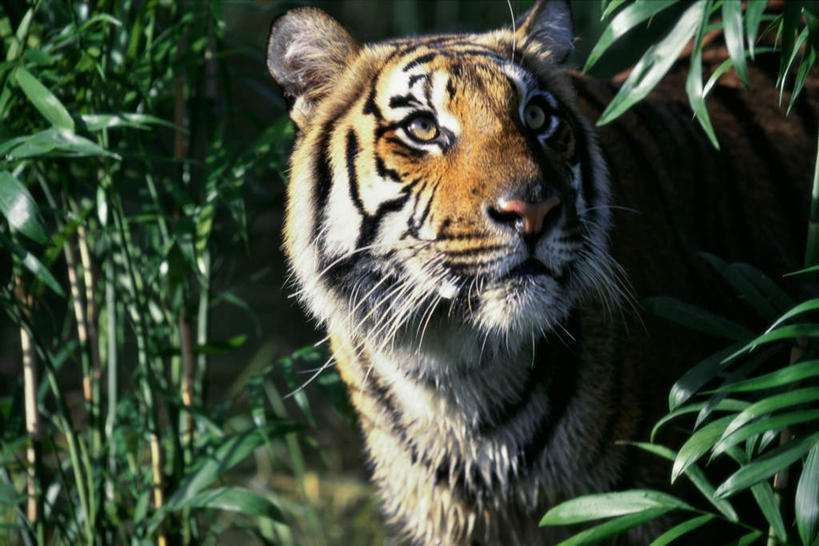 无人,站,横图,室外,白天,正面,美景,树林,植物,哺乳动物,虎,野生动物,朦胧,模糊,景观,注视,树,树木,一只,绿色,自然,动物,观察,看,站着,景色,生长,成长,观看,察看,关注,自然风光,凶猛,华南虎,中国虎,残暴,凶残,老虎,站立,半身,彩图