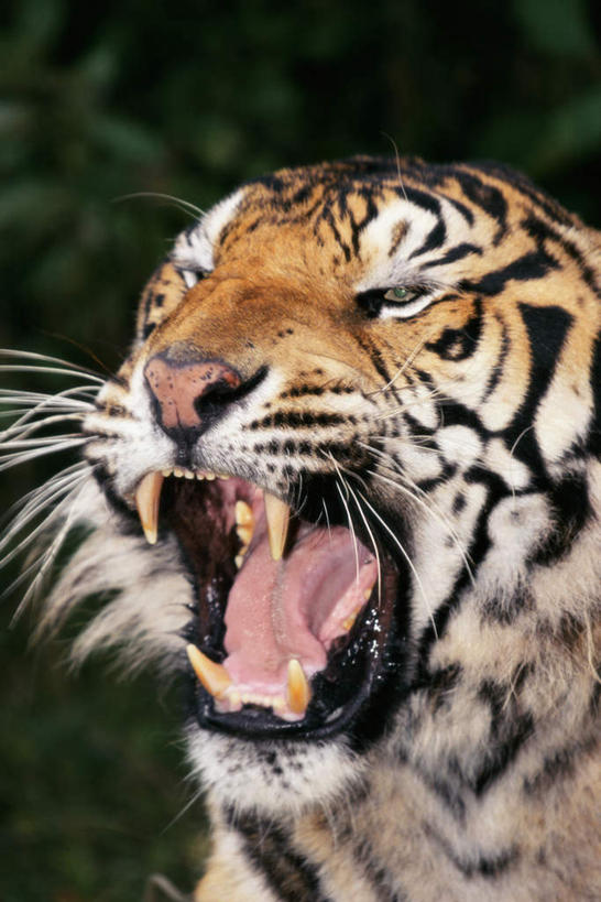 头,牙齿,无人,竖图,室外,特写,白天,正面,美景,树林,植物,哺乳动物,虎,野生动物,咆哮,朦胧,模糊,锐利,景观,注视,树,树木,一只,绿色,自然,动物,观察,看,张嘴,景色,生长,成长,观看,察看,锋利,尖锐,关注,自然风光,尖利,凶猛,华南虎,张大嘴巴,怒吼,呼啸,犀利,厉害,狂嗥,中国虎,残暴,凶残,头部,齿,牙,牙龈,张开嘴,老虎,彩图,全身