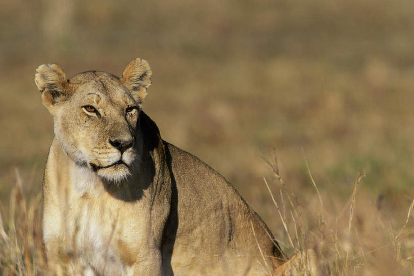 无人,坐,横图,室外,白天,正面,草地,草坪,美景,植物,哺乳动物,非洲狮,野生动物,狮子,朦胧,模糊,景观,扭头,注视,草,一只,绿色,自然,动物,观察,看,转头,景色,观看,察看,关注,自然风光,凶猛,残暴,凶残,坐着,半身,彩图