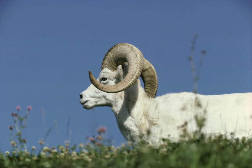 无人,站,横图,室外,白天,侧面,花海,花圃,美景,植物,野生动物,羊,叶子,阴影,朦胧,模糊,盛开,光线,影子,景观,花蕾,注视,花,花瓣,花朵,花卉,鲜花,一只,蓝色,绿色,蓝天,天空,阳光,自然,动物,花丛,花束,花田,天,花苞,花蕊,观察,看,站着,景色,可爱,活泼,晴朗,观看,察看,关注,自然风光,大角羊,万里无云,盘角羊,盘羊,晴空,晴空万里,站立,半身,彩图
