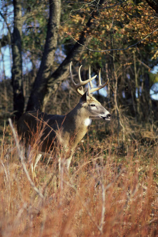 无人,站,竖图,室外,白天,侧面,美景,树林,植物,哺乳动物,鹿,野生动物,阴影,枯萎,朦胧,模糊,光线,影子,景观,枯草,注视,草,树,树木,一只,黄色,蓝色,绿色,蓝天,天空,阳光,自然,动物,天,观察,看,站着,景色,可爱,活泼,生长,晴朗,成长,观看,察看,关注,自然风光,白尾鹿,万里无云,维基尼亚鹿,维吉尼亚鹿,晴空,晴空万里,站立,半身,彩图