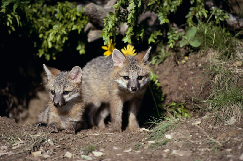 无人,站,横图,室外,白天,正面,快乐,幸福,花海,花圃,美景,树林,植物,狐狸,野生动物,叶子,朦胧,模糊,盛开,景观,玛格丽特,花蕾,注视,雏菊,花,花瓣,花朵,花卉,鲜花,树,树木,绿色,自然,动物,花丛,花束,花田,花苞,花蕊,观察,看,趴着,站着,两只,菊花,景色,活力,生长,成长,观看,希望,察看,坚强,关注,自然风光,和平,狡猾,离别,灰狐,延命菊,幸福花,春菊,马兰头花,暗恋,纯情,单恋,狡诈,天真,趴,站立,彩图,全身,愉快