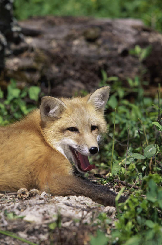 无人,竖图,室外,白天,侧面,草地,草坪,美景,植物,狐狸,野生动物,朦胧,模糊,景观,枝条,扭头,注视,草,树,树木,树枝,一只,绿色,自然,动物,观察,看,趴着,张嘴,转头,景色,观看,察看,关注,自然风光,狡猾,张大嘴巴,狡诈,火狐,虬枝,枝杈,张开嘴,红狐,赤狐,草狐,趴,半身,彩图