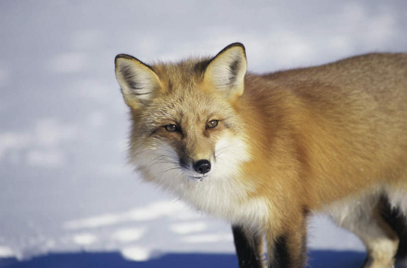 无人,站,横图,室外,白天,侧面,美景,雪,大雪,狐狸,野生动物,阴影,朦胧,模糊,光线,影子,积雪,景观,雪景,冬季,冬天,扭头,注视,一只,阳光,自然,动物,观察,看,站着,转头,景色,寒冷,观看,察看,关注,自然风光,狡猾,严寒,狡诈,火狐,红狐,赤狐,草狐,站立,半身,彩图