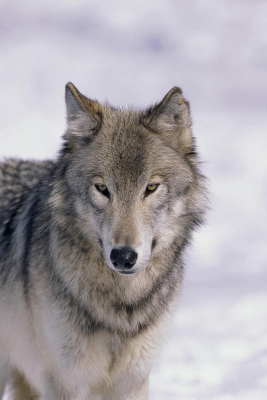 无人,站,竖图,室外,白天,正面,美景,雪,大雪,狼,野生动物,朦胧,模糊,积雪,景观,雪景,冬季,冬天,注视,一只,自然,动物,观察,看,站着,景色,寒冷,观看,察看,关注,自然风光,凶猛,严寒,残暴,凶残,灰狼,站立,半身,彩图,犬科动物